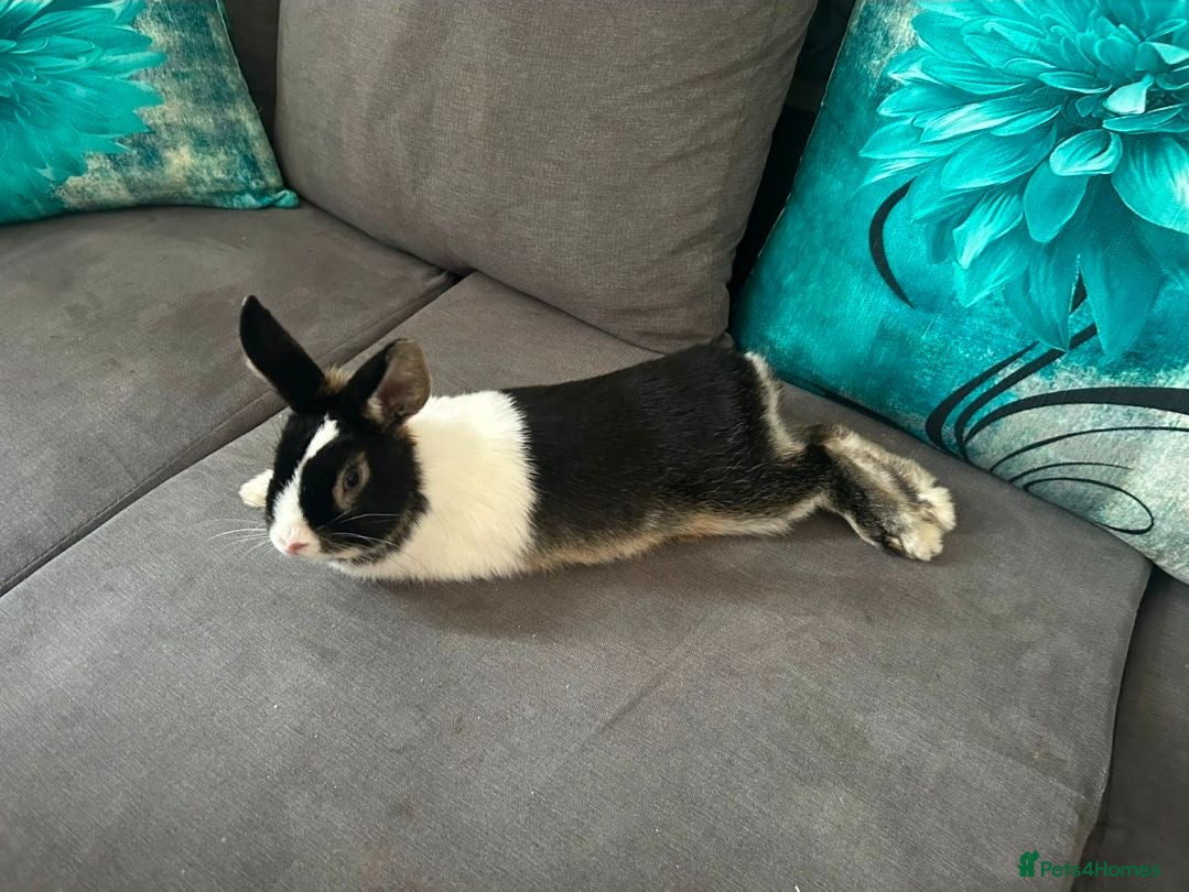 Mixed Breed rabbits Oreo - Rabbit for rehoming - Advert 1