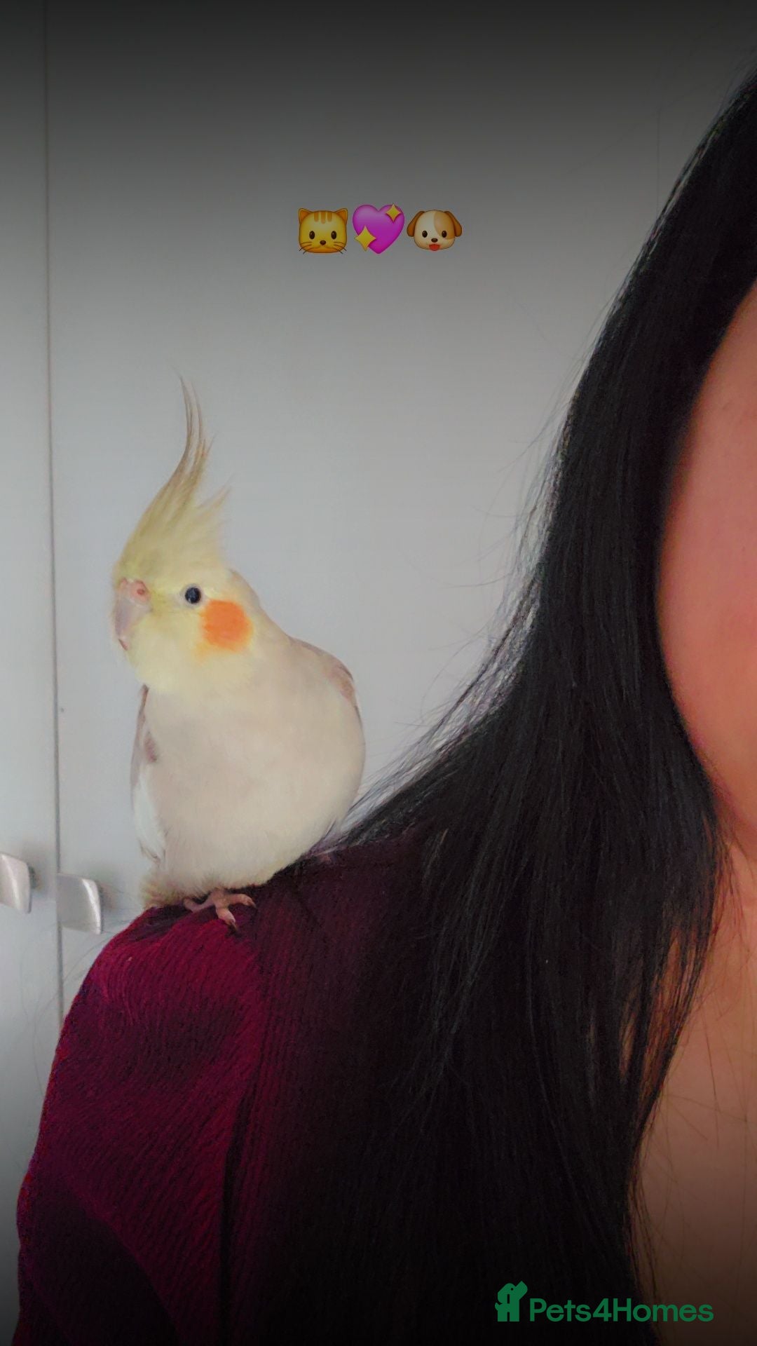 Cockatiels birds Hand tamed cockatiel with cage  - Advert 2