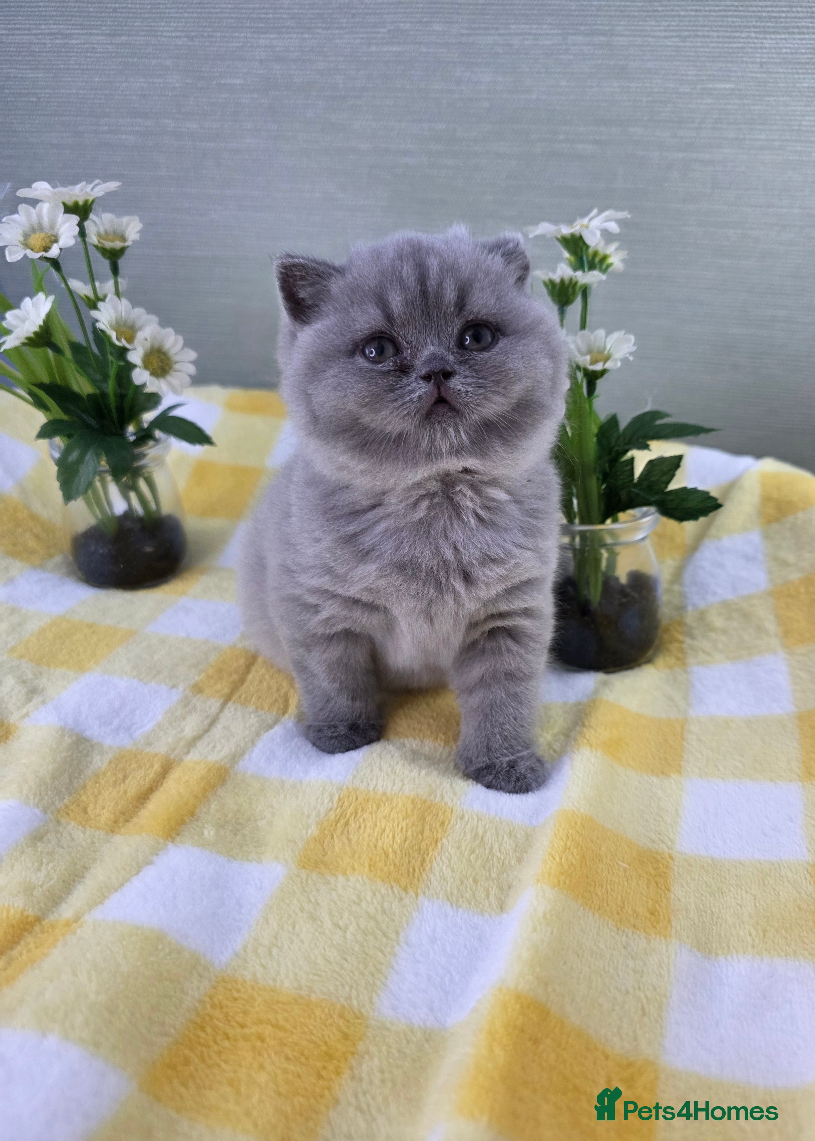 British Shorthair Kitten 3 (Posie)