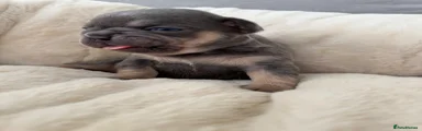 French Bulldog 5