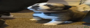 Huskita 3