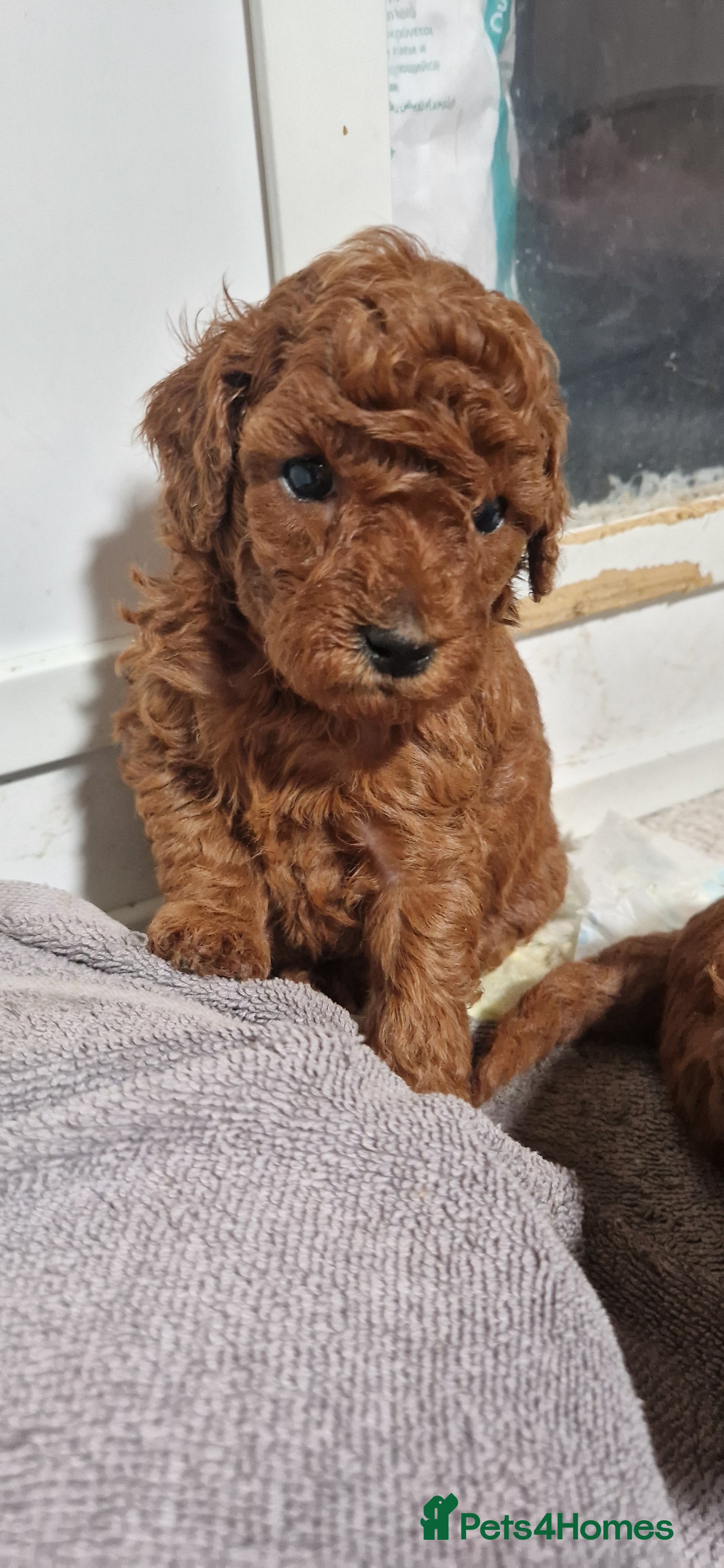 Miniature Poodle dogs Gorgeous Fox Red Miniature Poodles  - Advert 2