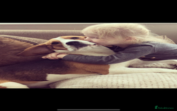 Beagle dogs for sale: Beagle looking for new home  - Image 4
