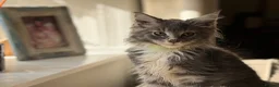 Maine Coon cats for sale: Stunning Gccf reg maine coon kittens  - Advert 22