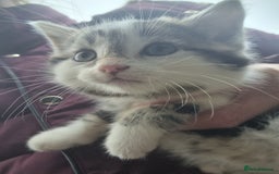 Mixed Breed cats for sale: Purrrfect kittens for sale - Advert 5
