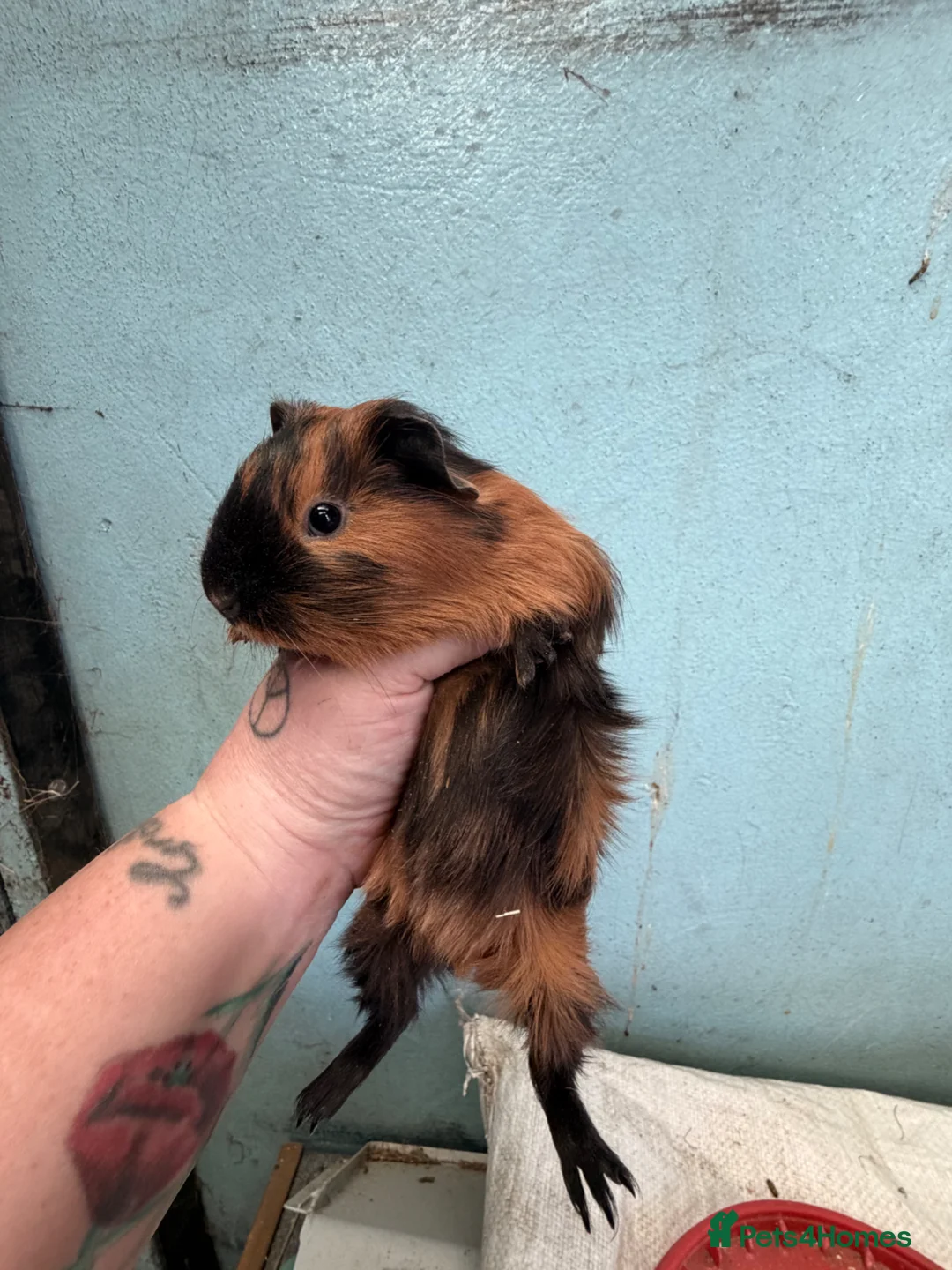 Guinea Pig rodents for sale: 3 male guinea pigs 8x week old   - Advert 3