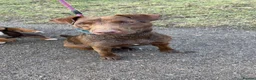 Patterdale Terrier dogs for stud: Working Chocolate Patterdale For Stud  in Wakefield - Advert 8
