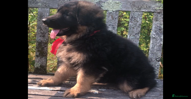 German Shepherd dogs - Advert 11