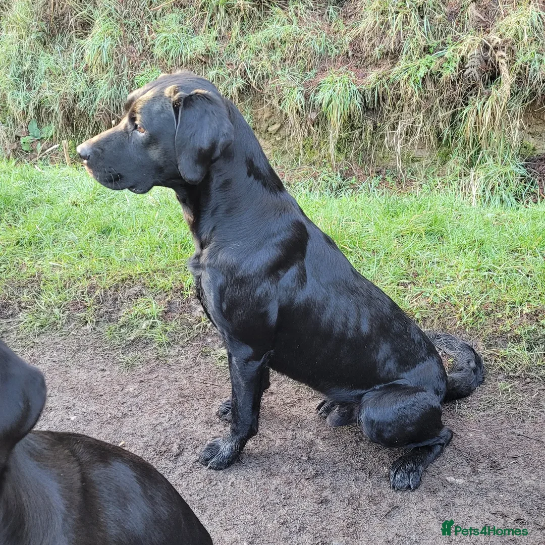 Labrador Retriever dogs for stud: * At Stud KC Health tested Labrador* in Malton - Advert 12