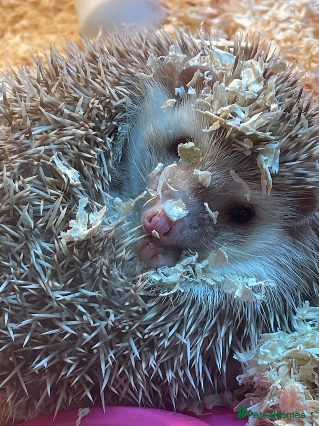 Tortoise reptiles for sale: Hedgehog  - Advert 5