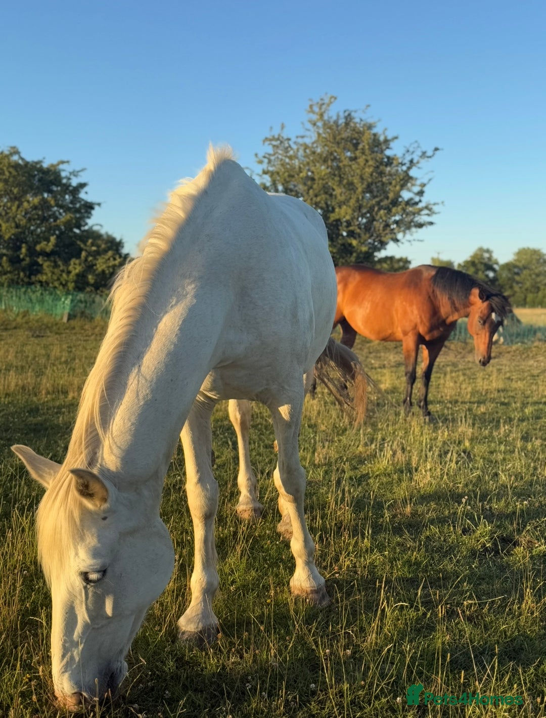 Irish Draught horses for sale: Gorgeous Grey Mare - Image 8