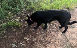 German Shepherd dogs for sale: Beautiful Black German Shepherd Puppies - Image 19