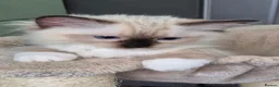 Ragdoll cats for sale: Outstanding TICA reg Ragdoll Male Deep Blue Eyes. - Advert 3