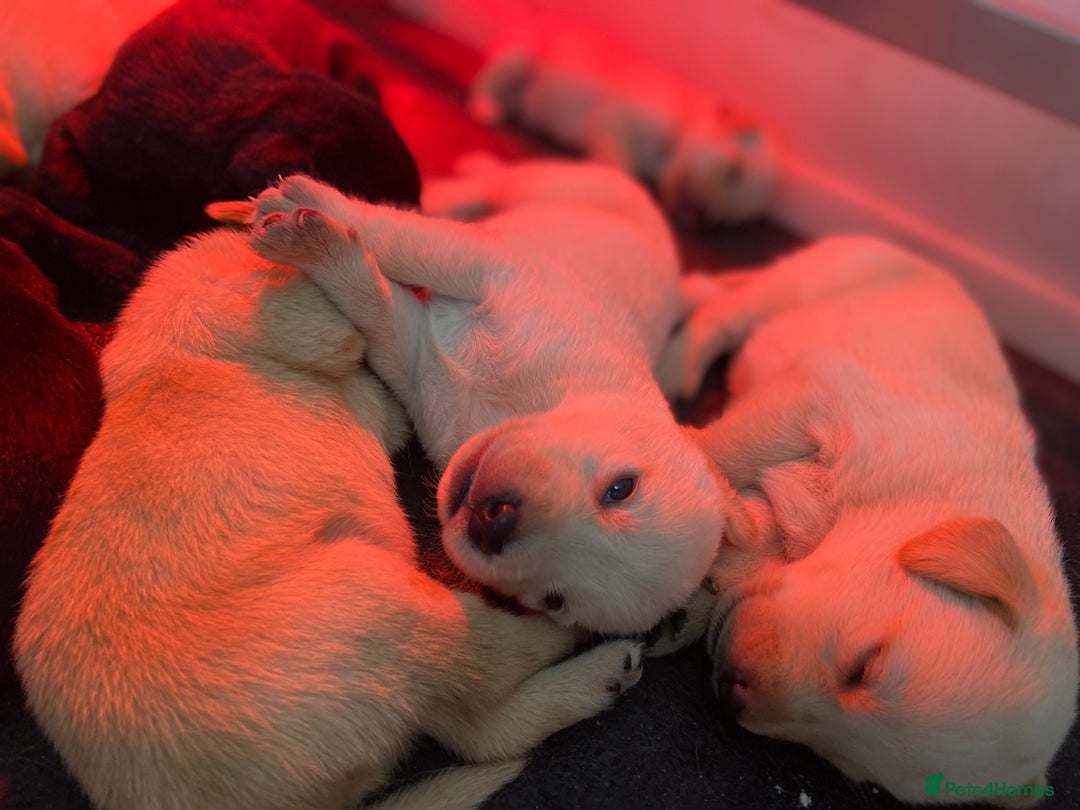 Labrador Retriever dogs for sale: Labrador pups  - Image 8