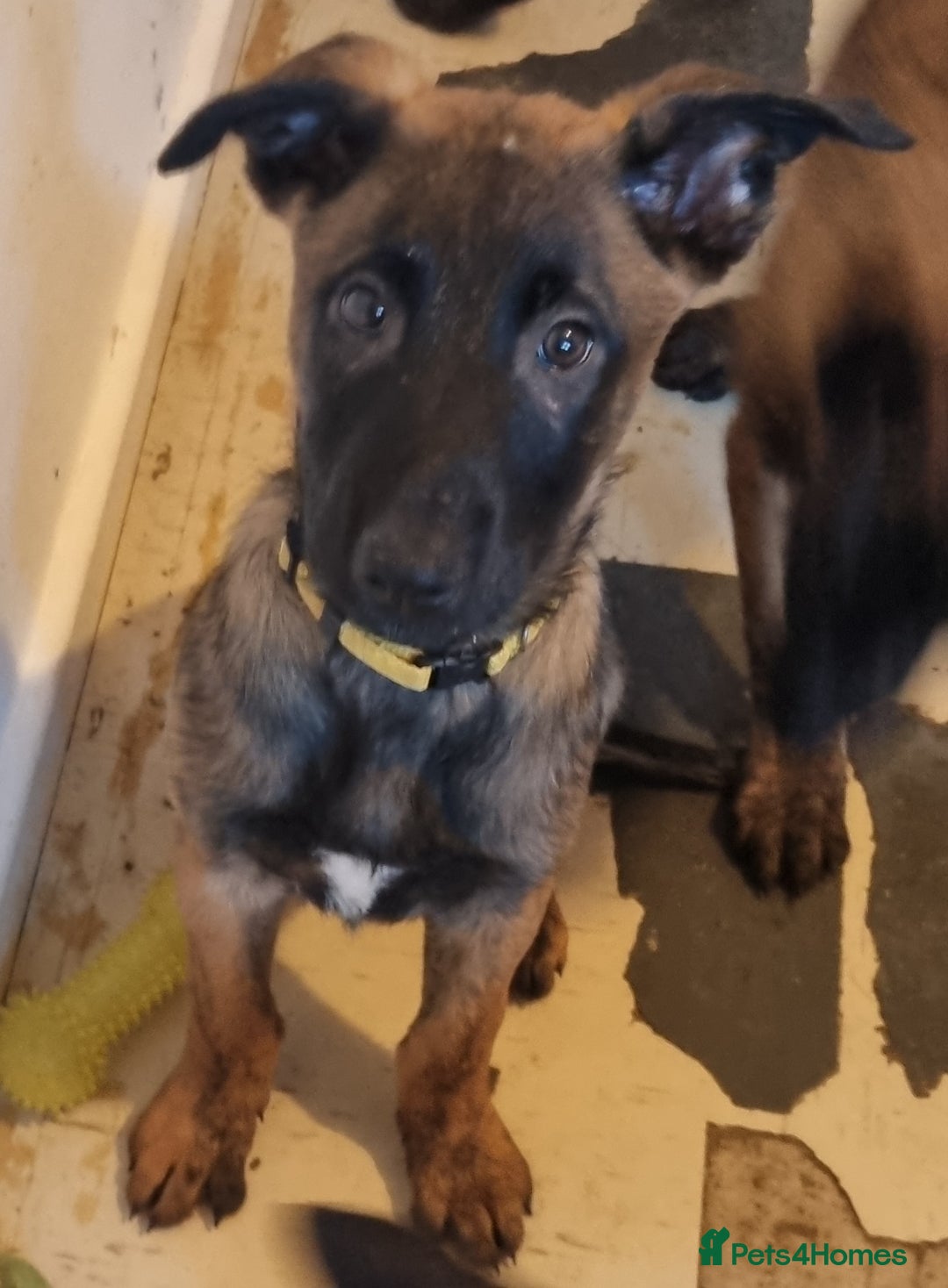 Belgian Shepherd Dog dogs for sale: READY TO GO Mother is Dutch Herder x Malinois  - Advert 14