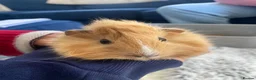 Guinea Pig rodents for sale: Boars for rehome in Torquay - Advert 5