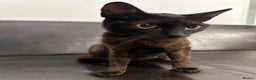 Mixed Breed cats for adoption: Zena for adoption - Advert 1