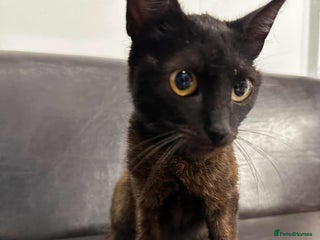 Mixed Breed cats Zena for adoption - Advert 5