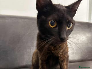 Mixed Breed cats Zena for adoption - Advert 13