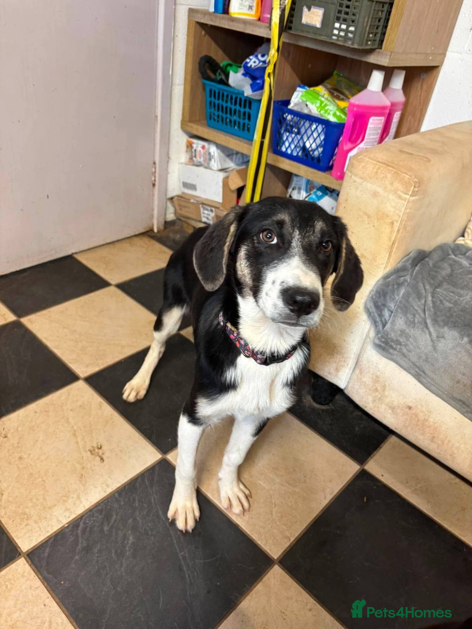 Mixed Breed dogs Meet Edison, currently residing in Cheshire  - Advert 1