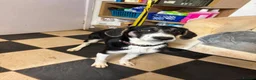 Mixed Breed dogs for adoption: Meet Edison, currently residing in Cheshire  in Nantwich - Advert 1