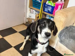 Mixed Breed dogs Meet Edison, currently residing in Cheshire - Advert 11