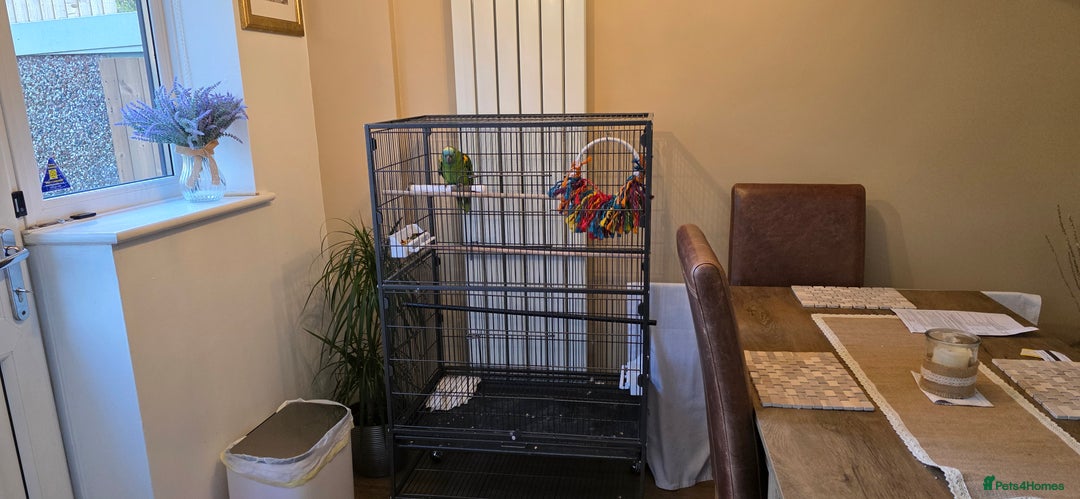 Parrots birds for sale: Yellow Headed Amazon Parrot   - Advert 1