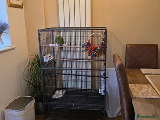 Parrots birds Yellow Headed Amazon Parrot - Advert 1