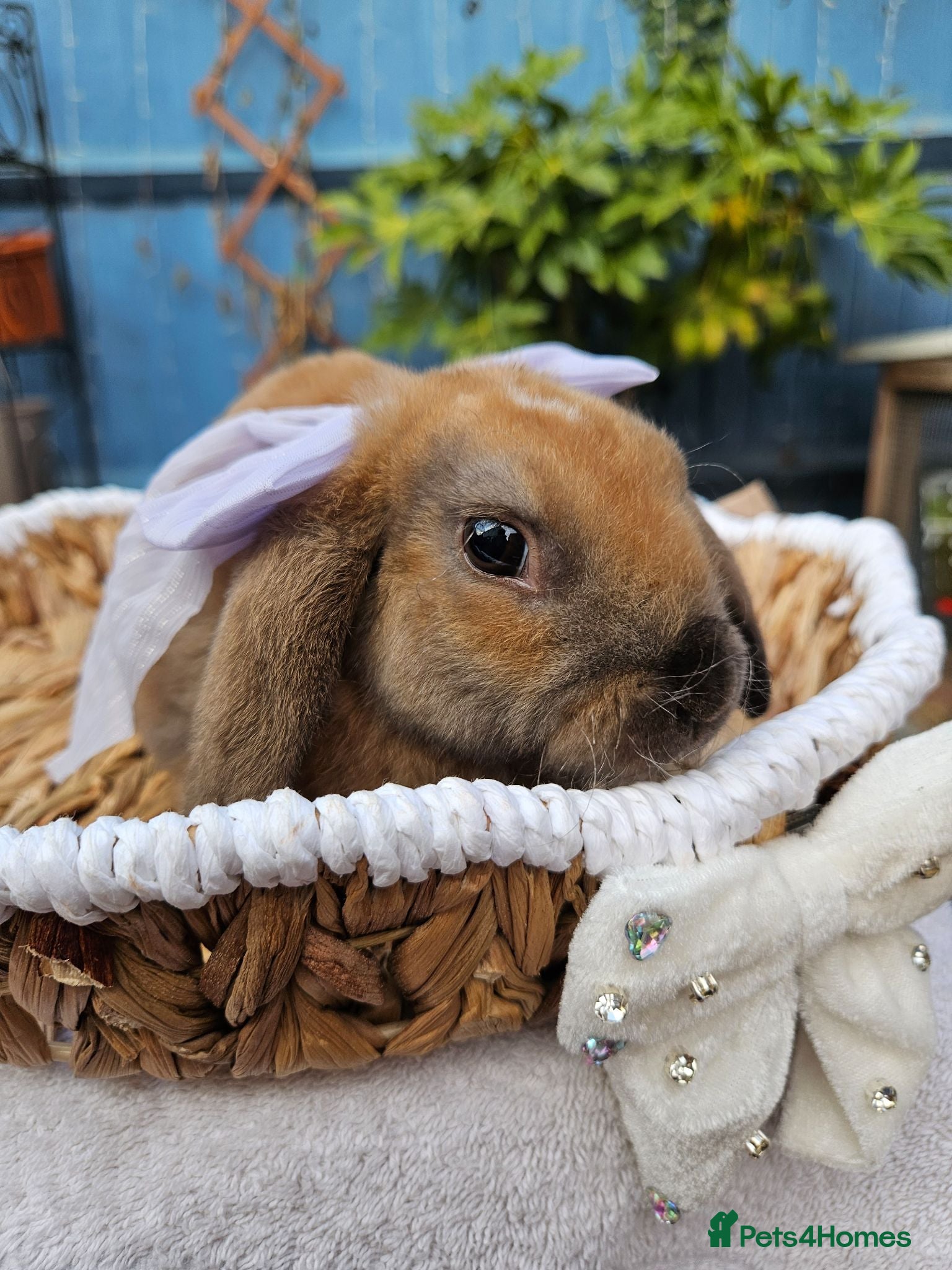 Mini Lop rabbits Purebred Mini Plush Lops- Suffolk - Advert 1