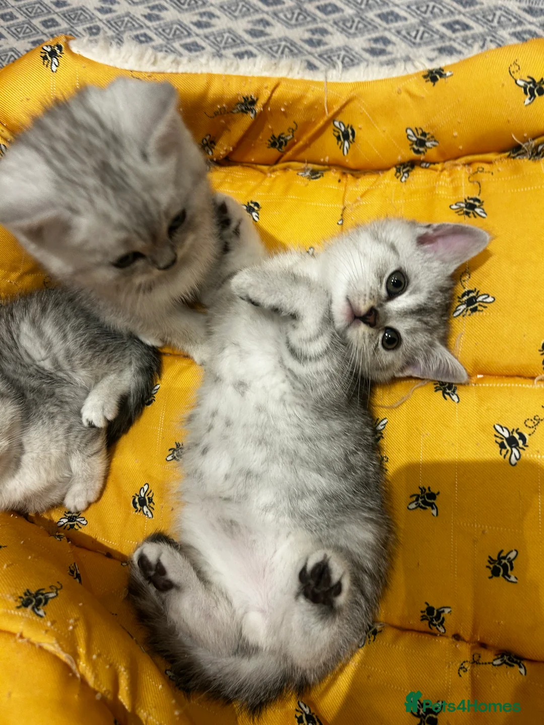 British Shorthair cats for sale: GCCF recommended breeder kittens BSH  - Advert 9