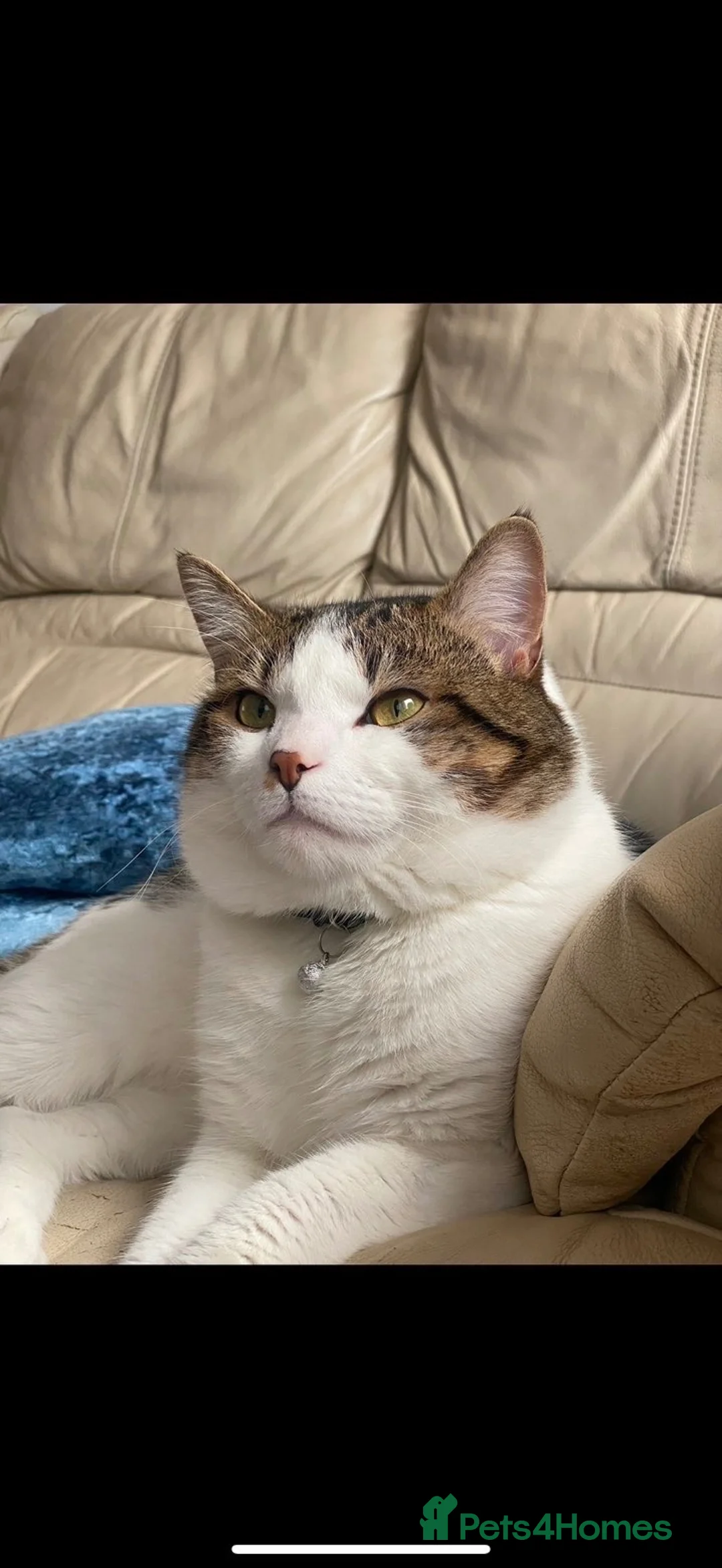 Mixed Breed cats for sale: Two male adult cats for sale  - Advert 2