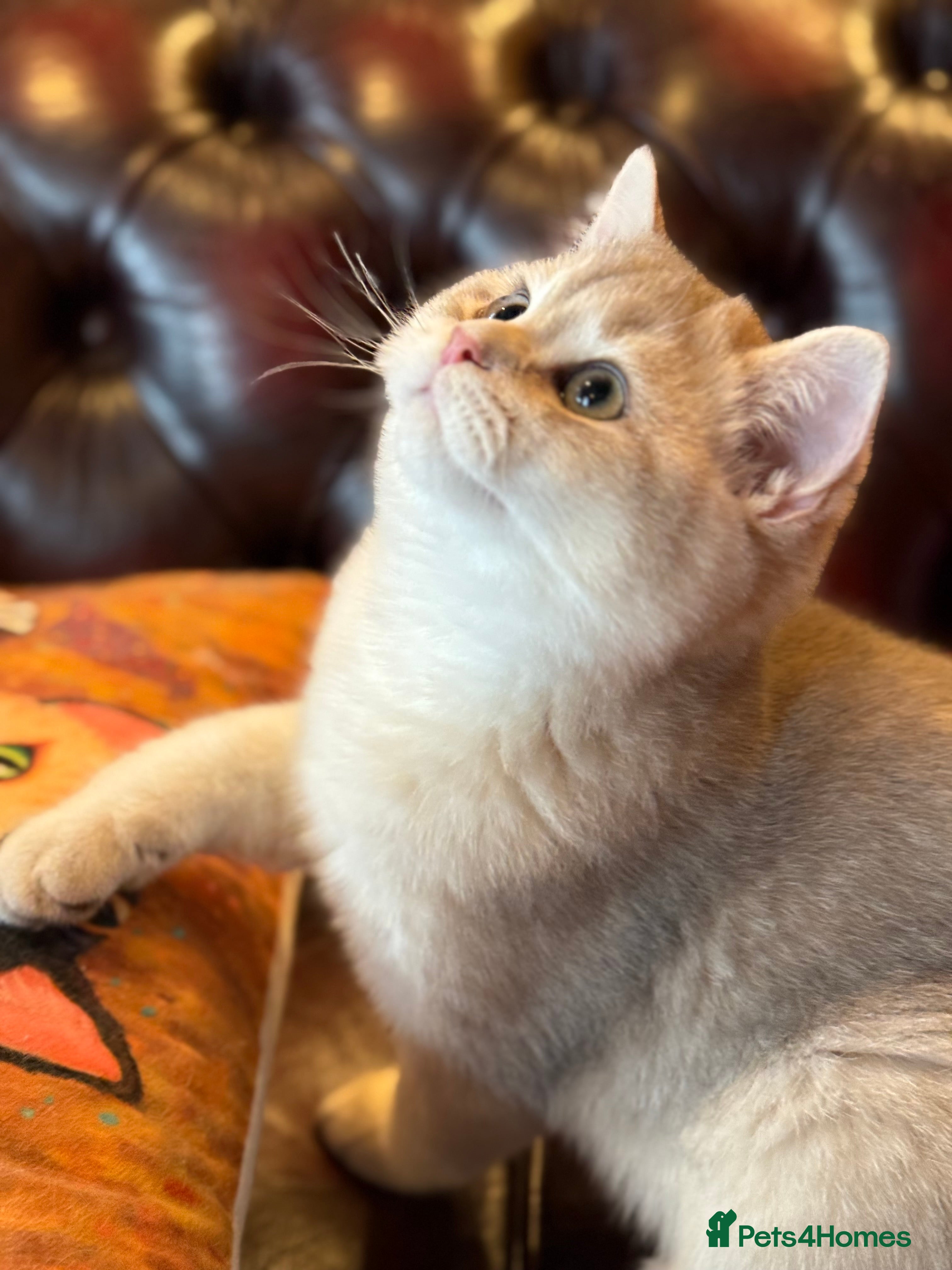 British Shorthair cats Pet or Active AY11/12 sired by x4 Champion - Advert 7