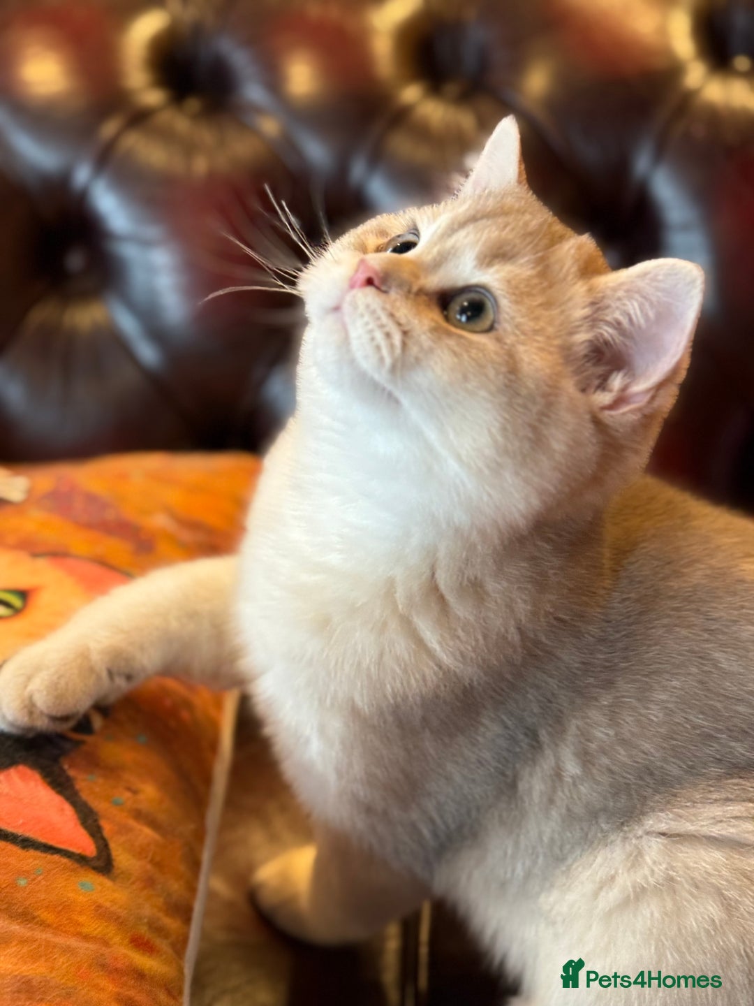 British Shorthair cats for sale: Pet or Active AY11/12 sired by x4 Champion - Advert 1