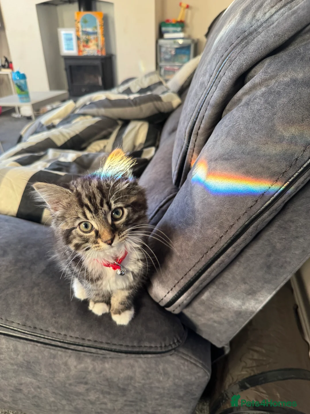 British Longhair cats for sale: Beautiful fluffy boy kitten - Advert 16