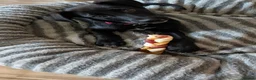 Mixed Breed dogs for sale: Ozzy - my best bud - Advert 8