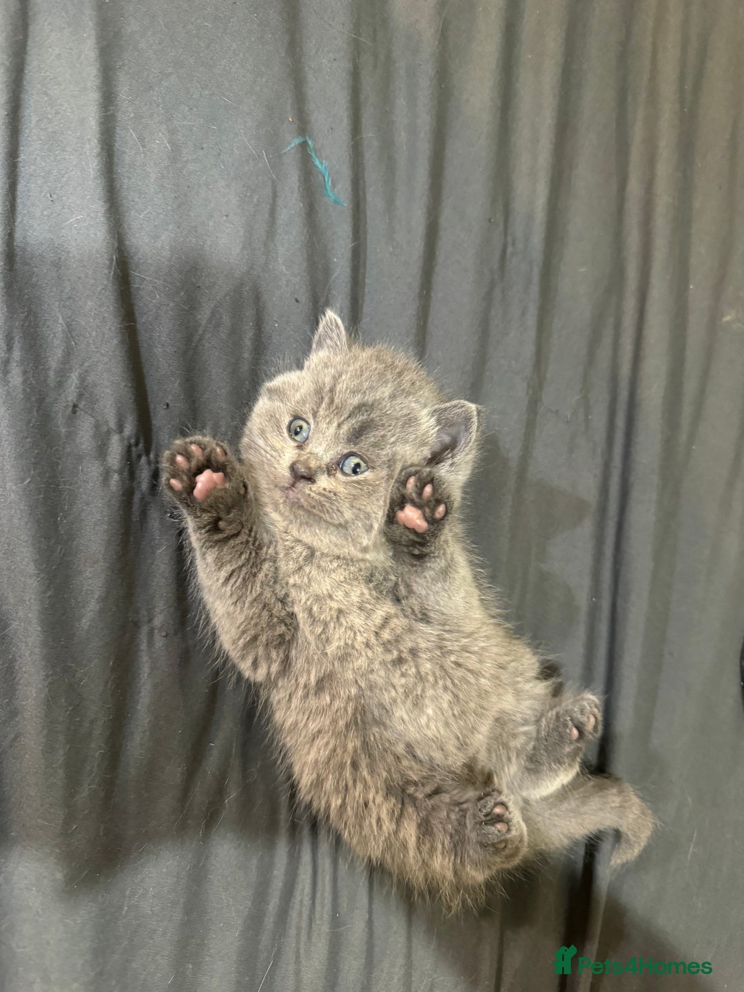 British Shorthair cats for sale: British shorthair lilac and blue - Advert 6