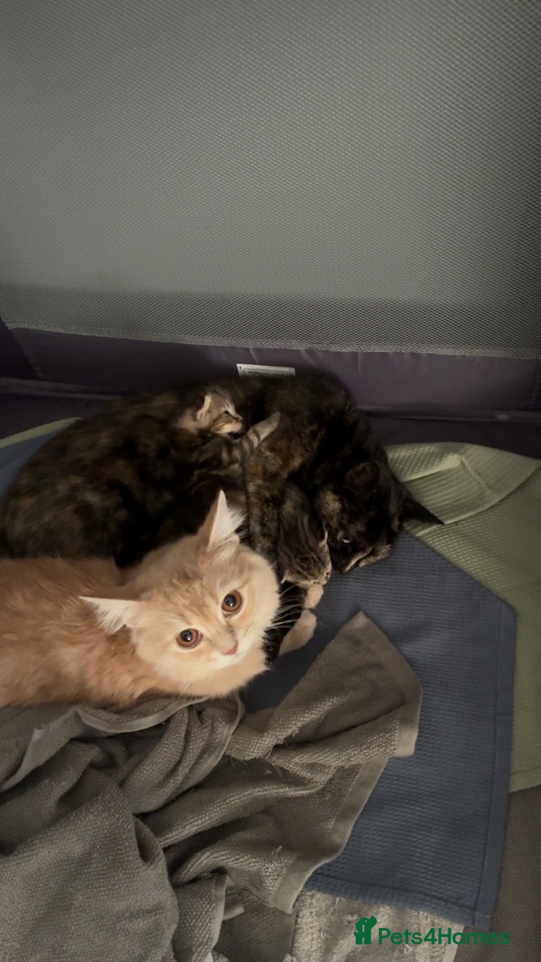 British Shorthair cats for sale:  British shorthair / American bobtail - Image 13