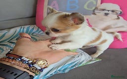 Chihuahua dogs for sale: Beautiful Tiny Chihuahua puppies  - Image 10