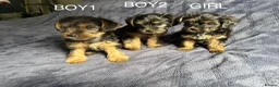Yorkshire Terrier dogs for sale: 3 Beautiful Yorkshire Terrier for sale in Newark - Advert 5