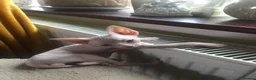 Sphynx cats for sale: Beautiful sphynx kittens looking for loving home🧿 - Advert 10
