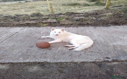 German Shepherd dogs for stud: Dresden - dog for stud in Ballindalloch - Image 3