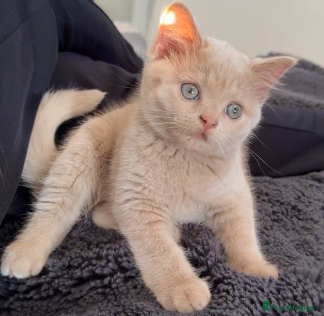 British Shorthair cats for sale: Beige British shorthair female  - Advert 4