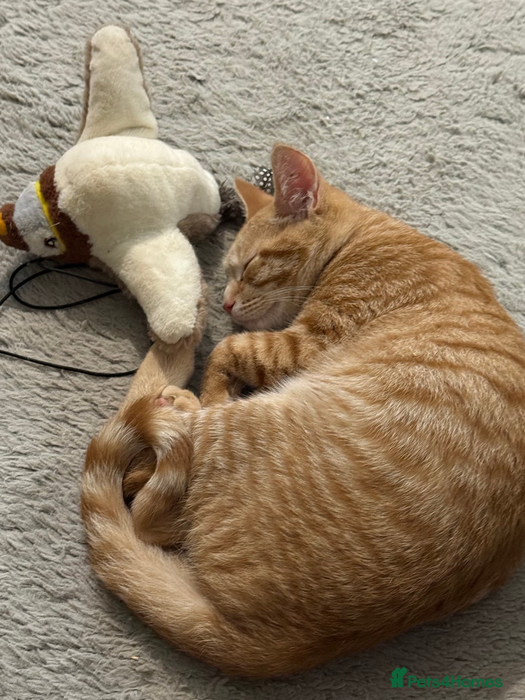 Mixed Breed cats for sale: Wotsit is looking for a new home  - Advert 3