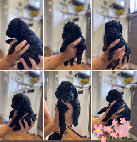 Cockapoo dogs - Advert 1