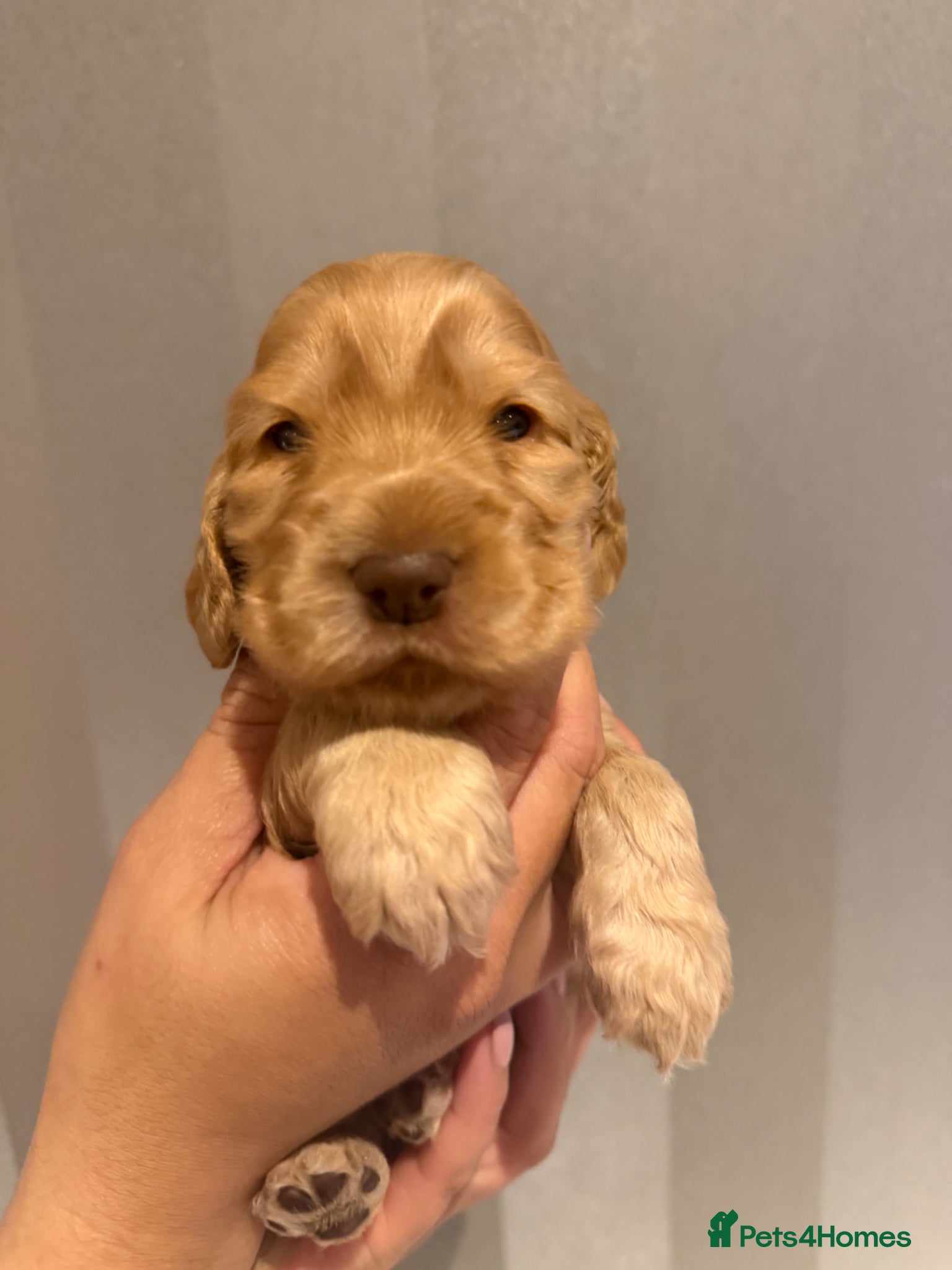 Cocker Spaniel dogs for sale: Golden & Chocolate Sable Show Cocker Puppies  in Doncaster - Advert 14