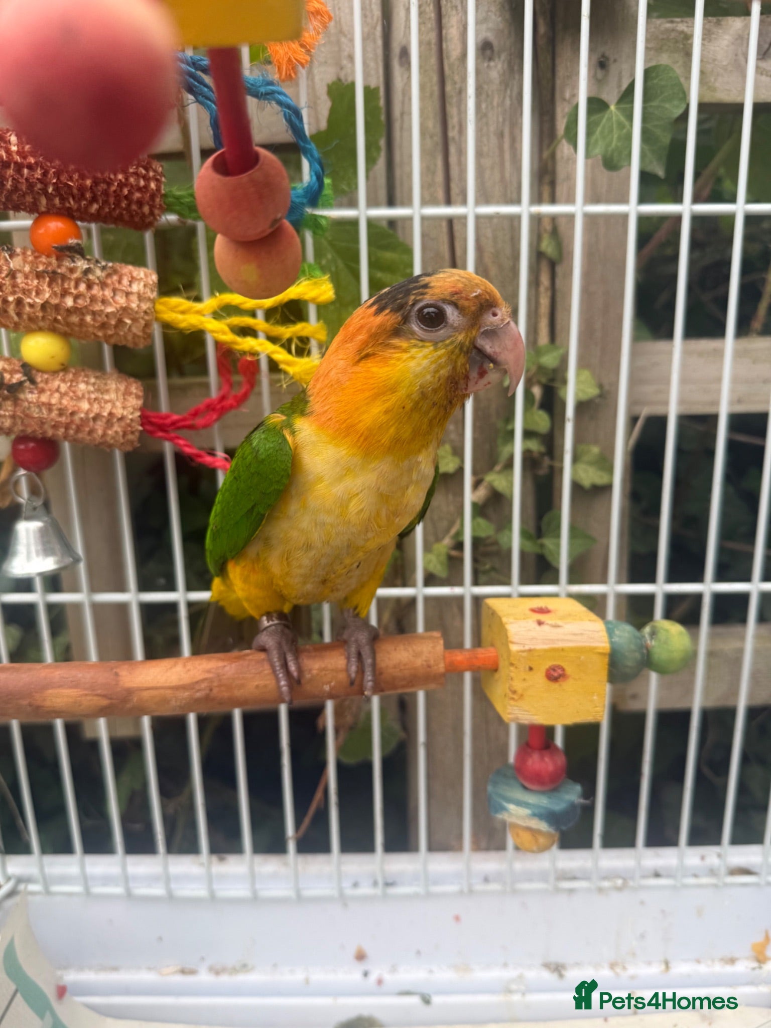 Parrots birds Caique yellow thighed - Advert 5