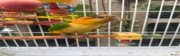Parrots birds for sale: Caique yellow thighed - Advert 1