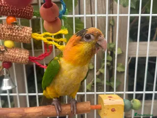 Parrots birds Caique yellow thighed - Advert 13