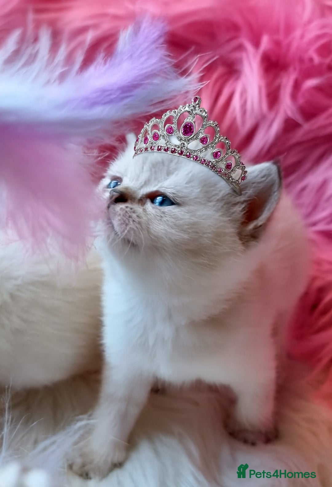 British Shorthair cats for sale: 💕LAST GIRL💕GOLDEN POINT BRITISH SHORTHAIR  - Advert 22