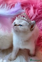 British Shorthair cats GOLDEN TABBY, WHITE COLOURPOINT BRITISH SHORTHAIR - Advert 6